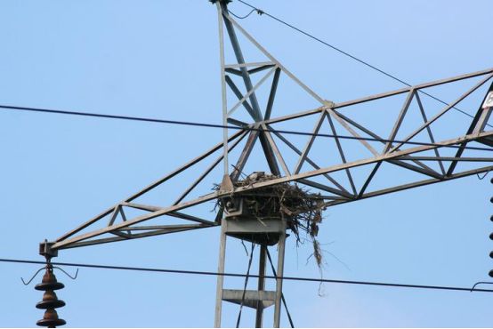 電力設(shè)施安全引關(guān)注防鳥占位器成焦點(diǎn)(圖1)